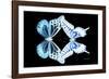 Miss Butterfly Duo Melaxhus - X-Ray Black Edition-Philippe Hugonnard-Framed Photographic Print