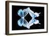 Miss Butterfly Duo Melaxhus - X-Ray Black Edition-Philippe Hugonnard-Framed Photographic Print