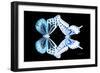 Miss Butterfly Duo Melaxhus - X-Ray Black Edition-Philippe Hugonnard-Framed Photographic Print