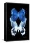 Miss Butterfly Duo Memhowqua II - X-Ray Black Edition-Philippe Hugonnard-Framed Stretched Canvas