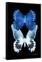 Miss Butterfly Duo Memhowqua II - X-Ray Black Edition-Philippe Hugonnard-Framed Stretched Canvas