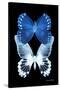 Miss Butterfly Duo Memhowqua II - X-Ray Black Edition-Philippe Hugonnard-Stretched Canvas