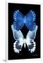 Miss Butterfly Duo Memhowqua II - X-Ray Black Edition-Philippe Hugonnard-Framed Photographic Print