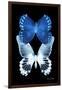 Miss Butterfly Duo Memhowqua II - X-Ray Black Edition-Philippe Hugonnard-Framed Photographic Print