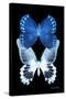 Miss Butterfly Duo Memhowqua II - X-Ray Black Edition-Philippe Hugonnard-Stretched Canvas