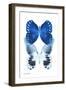 Miss Butterfly Duo Memhowqua II - X-Ray White Edition-Philippe Hugonnard-Framed Photographic Print