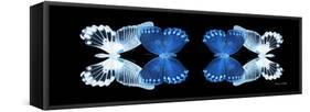 Miss Butterfly Duo Memhowqua Pan - X-Ray Black Edition-Philippe Hugonnard-Framed Stretched Canvas