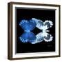 Miss Butterfly Duo Memhowqua Sq - X-Ray Black Edition-Philippe Hugonnard-Framed Photographic Print