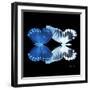 Miss Butterfly Duo Memhowqua Sq - X-Ray Black Edition-Philippe Hugonnard-Framed Photographic Print