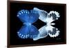 Miss Butterfly Duo Memhowqua - X-Ray Black Edition-Philippe Hugonnard-Framed Photographic Print