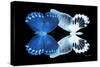 Miss Butterfly Duo Memhowqua - X-Ray Black Edition-Philippe Hugonnard-Stretched Canvas