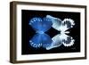 Miss Butterfly Duo Memhowqua - X-Ray Black Edition-Philippe Hugonnard-Framed Photographic Print