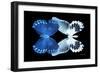 Miss Butterfly Duo Memhowqua - X-Ray Black Edition-Philippe Hugonnard-Framed Photographic Print