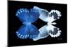 Miss Butterfly Duo Memhowqua - X-Ray Black Edition-Philippe Hugonnard-Mounted Photographic Print