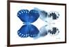 Miss Butterfly Duo Memhowqua - X-Ray White Edition-Philippe Hugonnard-Framed Photographic Print