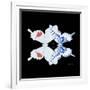 Miss Butterfly Duo Parisuthus Sq - X-Ray Black Edition-Philippe Hugonnard-Framed Photographic Print