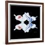 Miss Butterfly Duo Parisuthus Sq - X-Ray Black Edition-Philippe Hugonnard-Framed Photographic Print