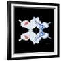 Miss Butterfly Duo Parisuthus Sq - X-Ray Black Edition-Philippe Hugonnard-Framed Photographic Print