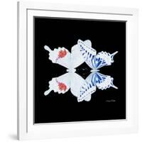 Miss Butterfly Duo Parisuthus Sq - X-Ray Black Edition-Philippe Hugonnard-Framed Photographic Print