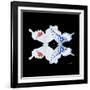 Miss Butterfly Duo Parisuthus Sq - X-Ray Black Edition-Philippe Hugonnard-Framed Photographic Print