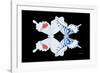 Miss Butterfly Duo Parisuthus - X-Ray Black Edition-Philippe Hugonnard-Framed Photographic Print