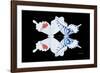 Miss Butterfly Duo Parisuthus - X-Ray Black Edition-Philippe Hugonnard-Framed Photographic Print