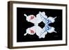 Miss Butterfly Duo Parisuthus - X-Ray Black Edition-Philippe Hugonnard-Framed Photographic Print