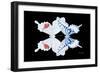 Miss Butterfly Duo Parisuthus - X-Ray Black Edition-Philippe Hugonnard-Framed Photographic Print