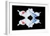 Miss Butterfly Duo Parisuthus - X-Ray Black Edition-Philippe Hugonnard-Framed Photographic Print