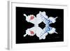 Miss Butterfly Duo Parisuthus - X-Ray Black Edition-Philippe Hugonnard-Framed Photographic Print