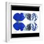 Miss Butterfly Duo Priopomia Sq - X-Ray B&W Edition-Philippe Hugonnard-Framed Photographic Print