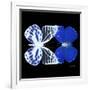 Miss Butterfly Duo Priopomia Sq - X-Ray Black Edition-Philippe Hugonnard-Framed Photographic Print