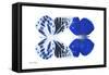 Miss Butterfly Duo Priopomia - X-Ray White Edition-Philippe Hugonnard-Framed Stretched Canvas