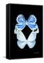 Miss Butterfly Duo Salateuploea II - X-Ray Black Edition-Philippe Hugonnard-Framed Stretched Canvas