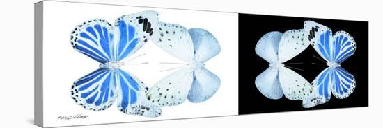 Miss Butterfly Duo Salateuploea Pan - X-Ray B&W Edition-Philippe Hugonnard-Stretched Canvas