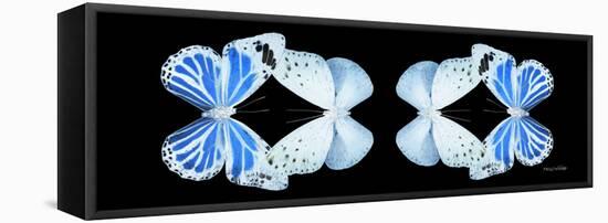 Miss Butterfly Duo Salateuploea Pan - X-Ray Black Edition II-Philippe Hugonnard-Framed Stretched Canvas