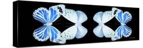 Miss Butterfly Duo Salateuploea Pan - X-Ray Black Edition II-Philippe Hugonnard-Stretched Canvas