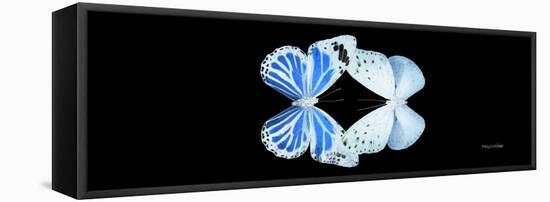 Miss Butterfly Duo Salateuploea Pan - X-Ray Black Edition-Philippe Hugonnard-Framed Stretched Canvas