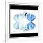 Miss Butterfly Duo Salateuploea Sq - X-Ray B&W Edition-Philippe Hugonnard-Framed Photographic Print