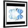 Miss Butterfly Duo Salateuploea Sq - X-Ray B&W Edition-Philippe Hugonnard-Framed Photographic Print