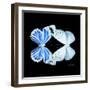 Miss Butterfly Duo Salateuploea Sq - X-Ray Black Edition-Philippe Hugonnard-Framed Photographic Print
