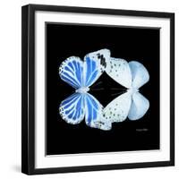 Miss Butterfly Duo Salateuploea Sq - X-Ray Black Edition-Philippe Hugonnard-Framed Photographic Print