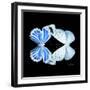 Miss Butterfly Duo Salateuploea Sq - X-Ray Black Edition-Philippe Hugonnard-Framed Photographic Print