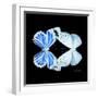 Miss Butterfly Duo Salateuploea Sq - X-Ray Black Edition-Philippe Hugonnard-Framed Photographic Print