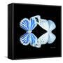 Miss Butterfly Duo Salateuploea Sq - X-Ray Black Edition-Philippe Hugonnard-Framed Stretched Canvas