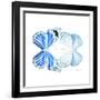 Miss Butterfly Duo Salateuploea Sq - X-Ray White Edition-Philippe Hugonnard-Framed Photographic Print