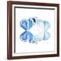 Miss Butterfly Duo Salateuploea Sq - X-Ray White Edition-Philippe Hugonnard-Framed Photographic Print