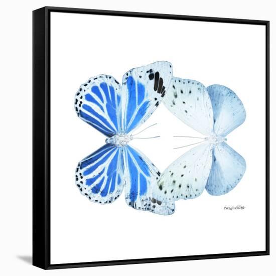 Miss Butterfly Duo Salateuploea Sq - X-Ray White Edition-Philippe Hugonnard-Framed Stretched Canvas