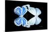 Miss Butterfly Duo Salateuploea - X-Ray Black Edition-Philippe Hugonnard-Stretched Canvas