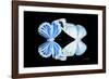 Miss Butterfly Duo Salateuploea - X-Ray Black Edition-Philippe Hugonnard-Framed Photographic Print